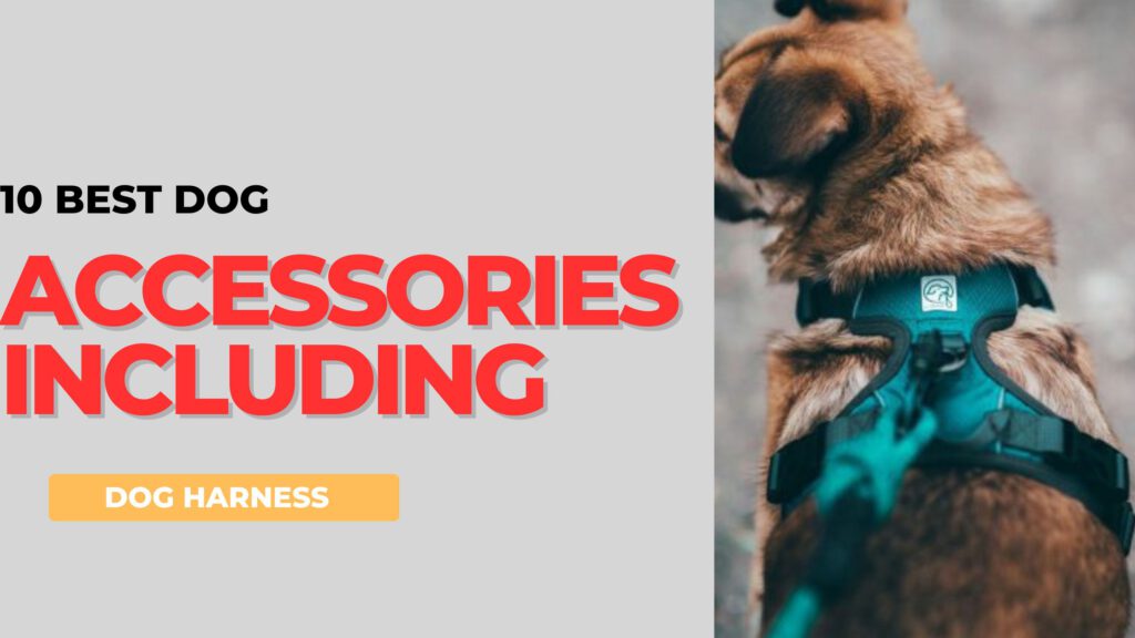 10 Best Dog Accessories Including Dog harness